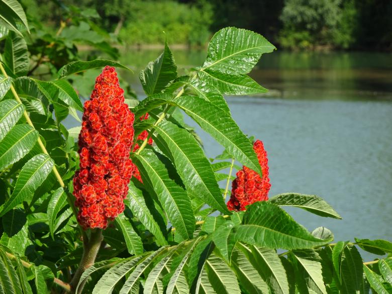 Free stock image of Rhus tree blooming created by GAIMARD Jacques