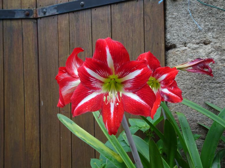 Free stock image of Red and white amaryllis created by GAIMARD Jacques