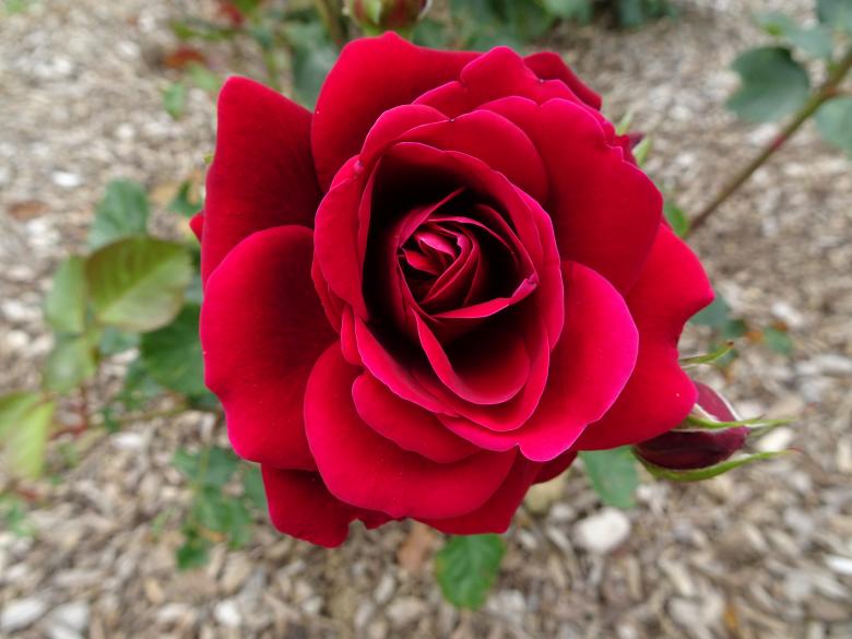 Free stock image of View from above - Red Rose created by GAIMARD Jacques