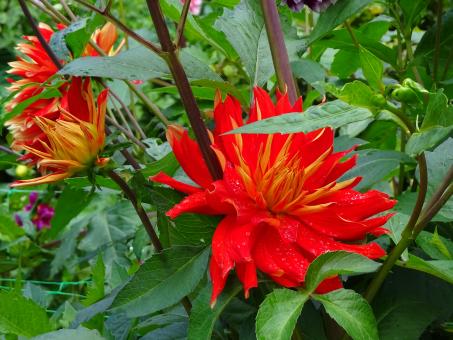 Free Stock Photo of Red and yellow beauty