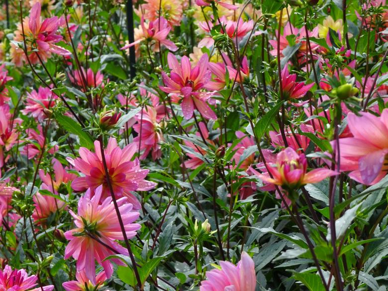 Free stock image of Pink dahlias created by GAIMARD Jacques