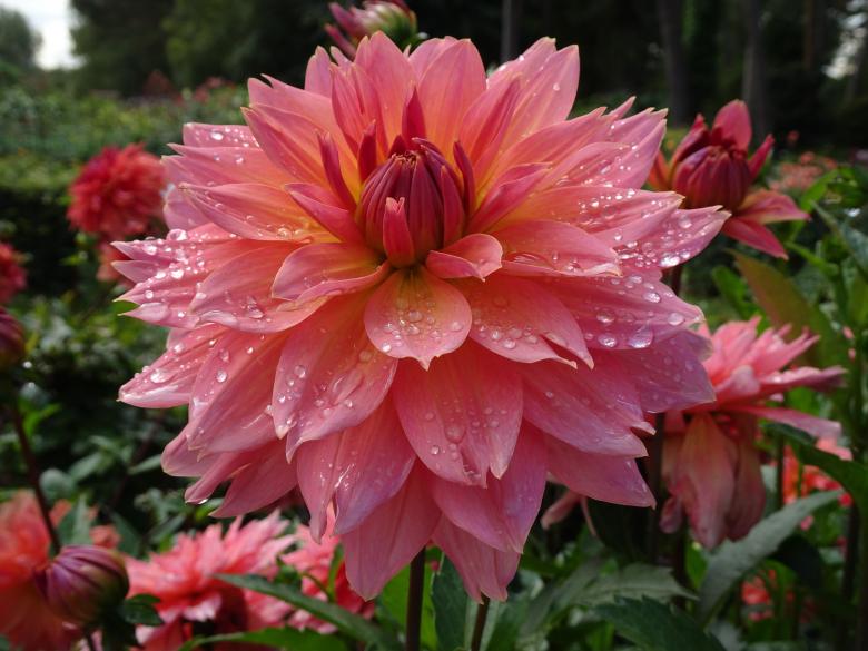 Free stock image of Pink and salmon dahlia created by GAIMARD Jacques
