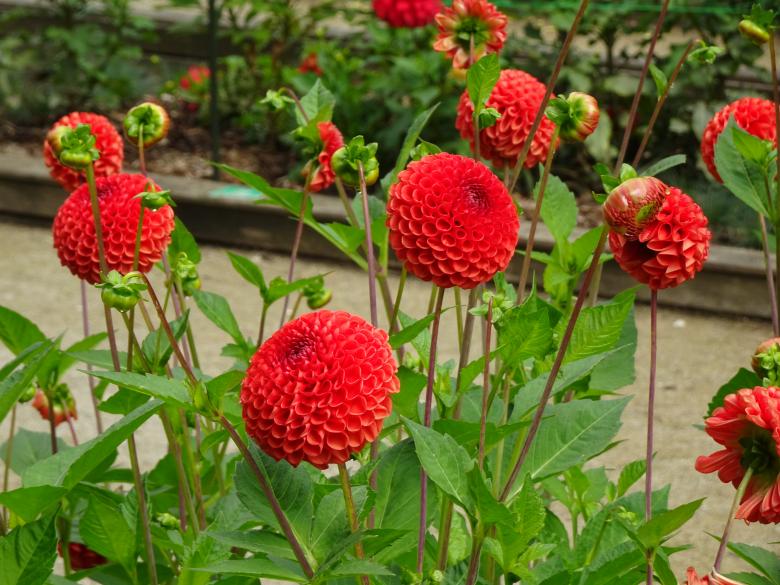 Free stock image of Scarlet-red dahlias created by GAIMARD Jacques