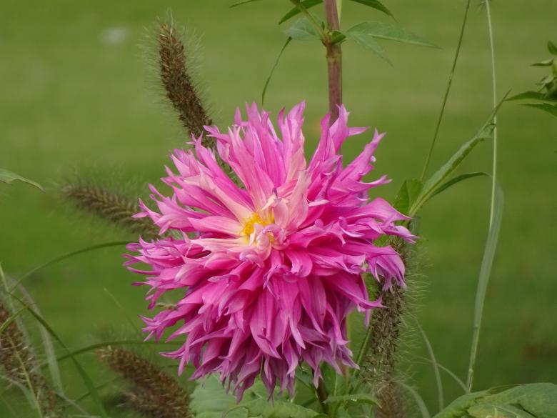 Free stock image of Lonely dahlia created by GAIMARD Jacques