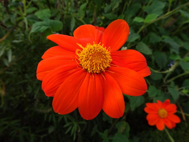 Free stock image of Scarlet-red flower created by GAIMARD Jacques