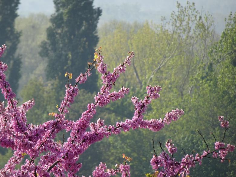 Free stock image of Pink Maple Tree created by GAIMARD Jacques
