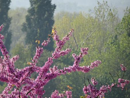 Free Stock Photo of Pink Maple Tree