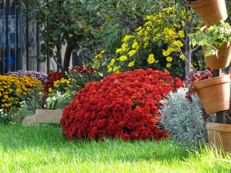 Free stock image of Chrysanthemum and other fall flowers created by GAIMARD Jacques