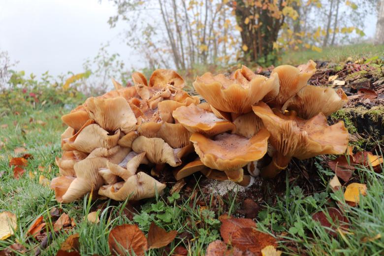Free stock image of Last but not least mushrooms! created by GAIMARD Jacques