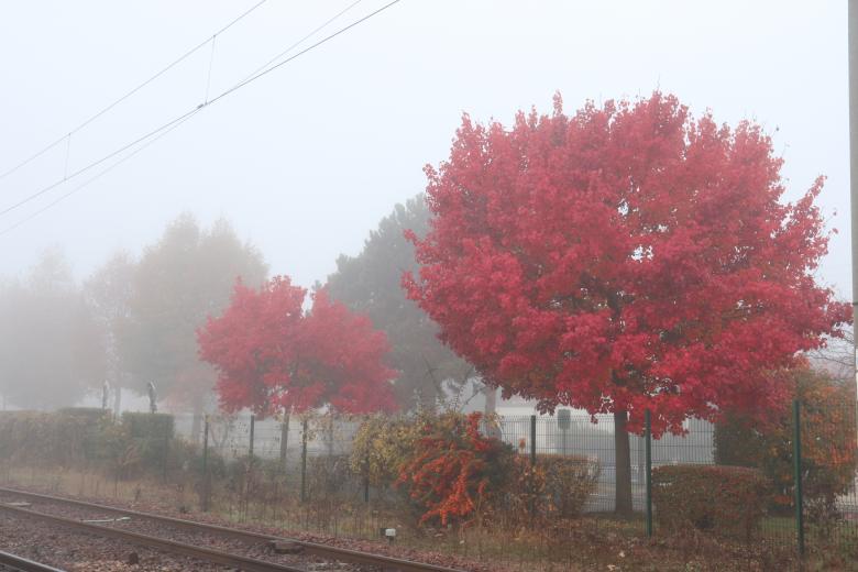 Free stock image of Red Autumn Trees created by GAIMARD Jacques
