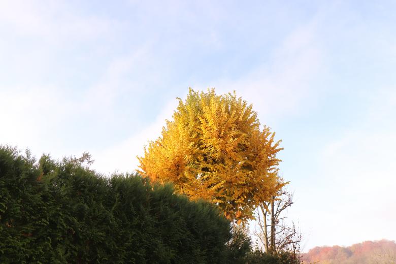 Free stock image of Yellow Autumn Tree created by GAIMARD Jacques