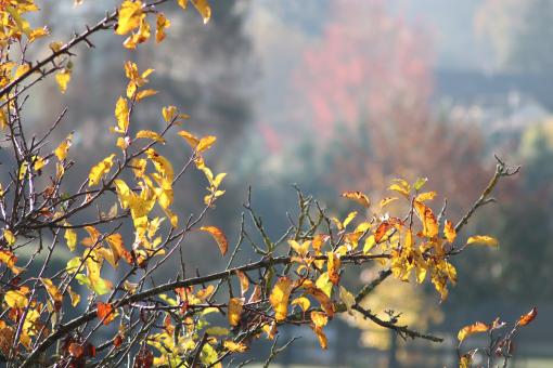Leaves on Branches in Autumn - Free Stock Photo