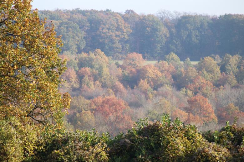 Free stock image of Misty Autumn Woods created by GAIMARD Jacques