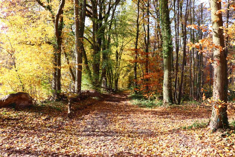 Free stock image of Autumn splendor in a wood created by GAIMARD Jacques