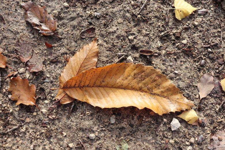 Free stock image of Dry Autumn Leaf created by GAIMARD Jacques