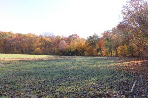Free Stock Photo of Autumn Field