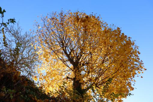 Yellow Autumn Tree - Free Stock Photo