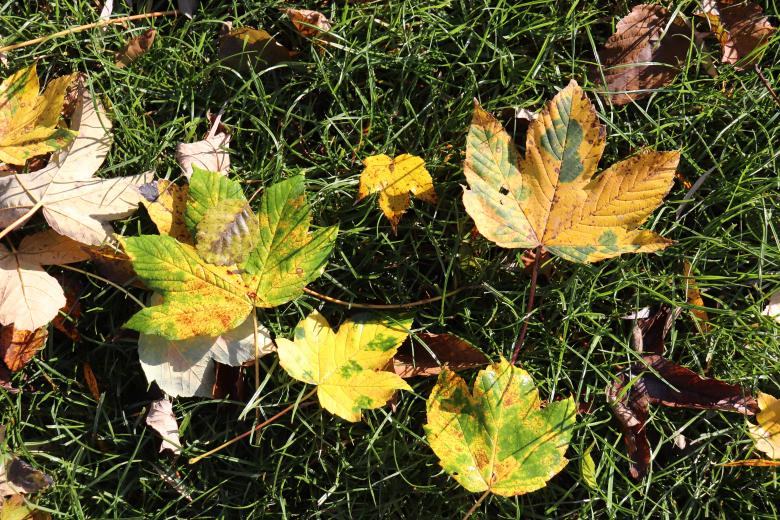 Free stock image of Autumn Leaves in Grass created by GAIMARD Jacques