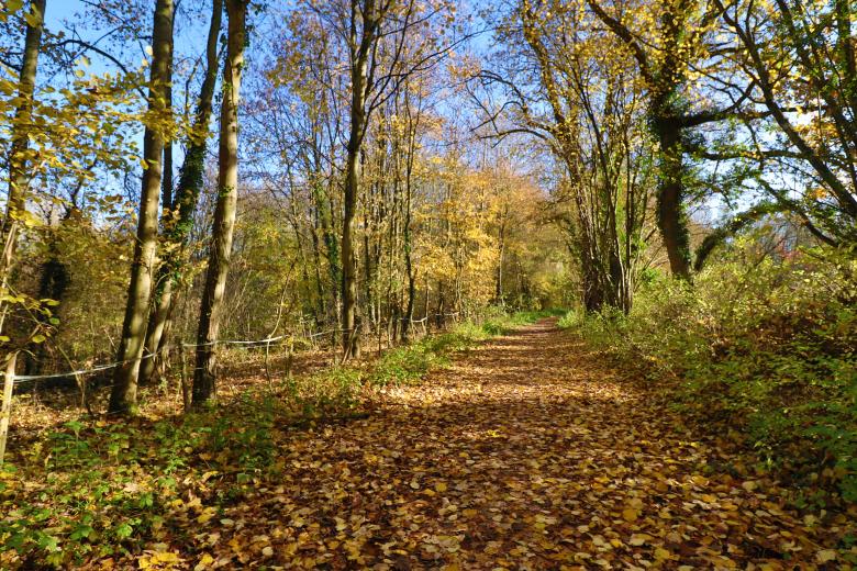 Free stock image of Path in the Woods in Autumn created by GAIMARD Jacques