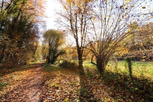Autumn Season - Path in the Woods - Free Stock Photo