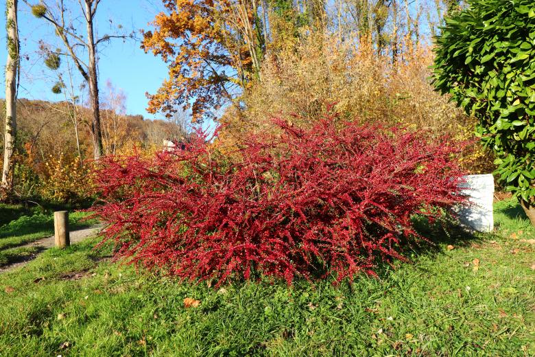 Free stock image of Autumn Shrub created by GAIMARD Jacques