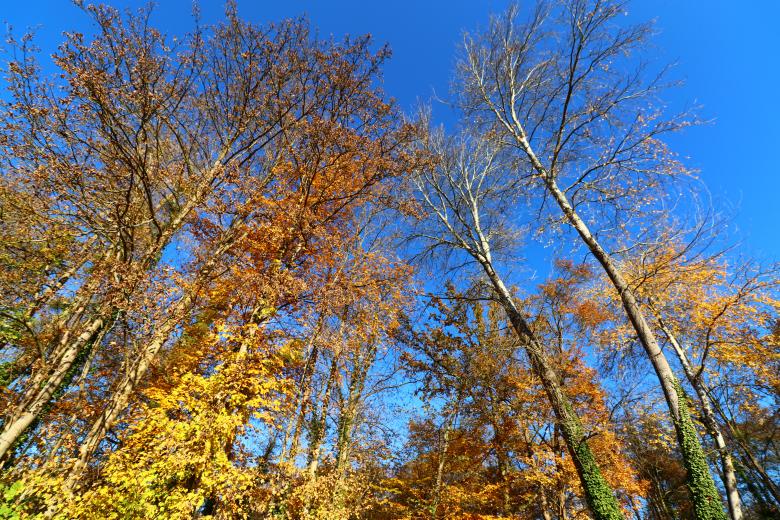 Free stock image of Autumn Trees Stretching to the Sky created by GAIMARD Jacques