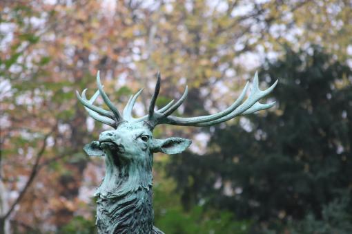 His majesty the deer - Free Stock Photo