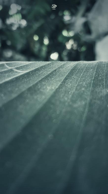 Free stock image of Banana leaf paper created by zubairialrhwy