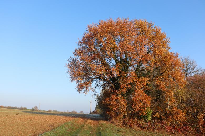 Free stock image of Splendid tree on a pathway created by GAIMARD Jacques