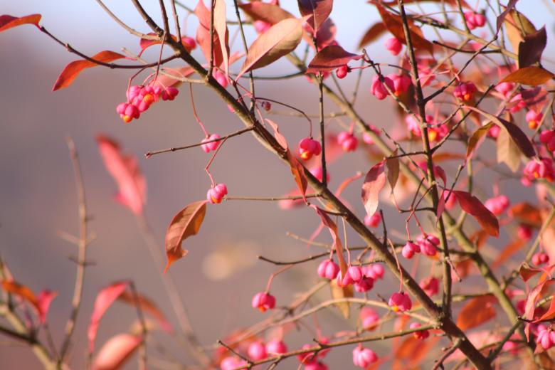 Free stock image of Red Autumn Fruits created by GAIMARD Jacques