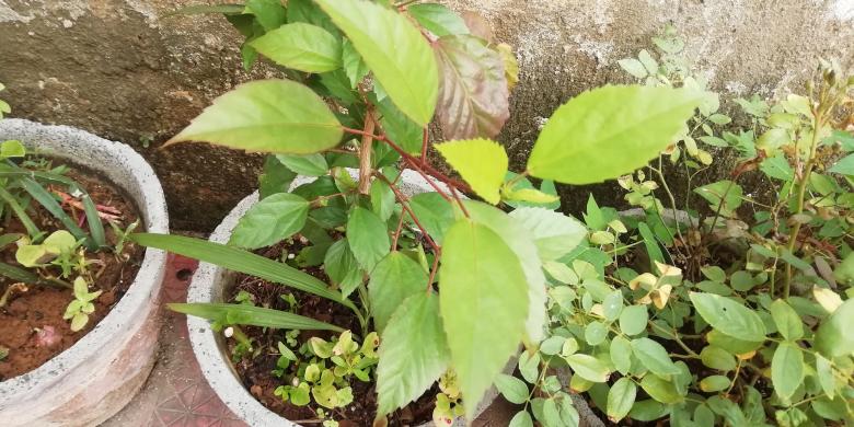 Free stock image of Green Potted Plants and Leaves created by Girish N