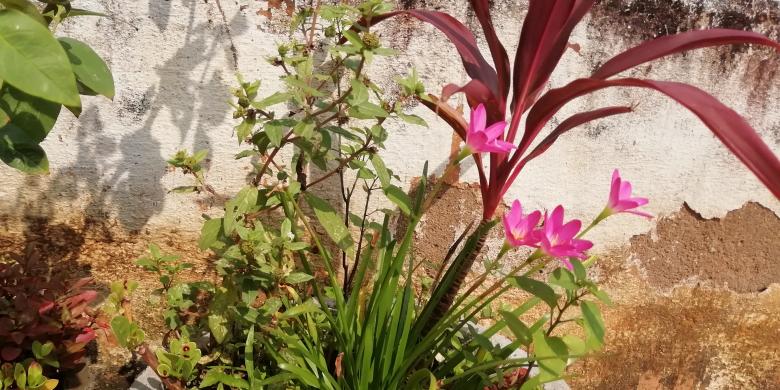 Free stock image of Pink Plants created by Girish N