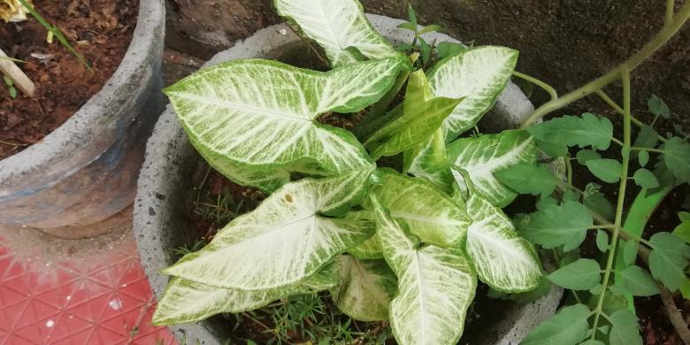 Free stock image of Potted plant and leaves created by Girish N