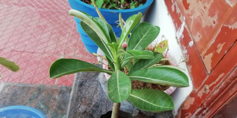 Free stock image of Green pot plant and leaves created by Girish N