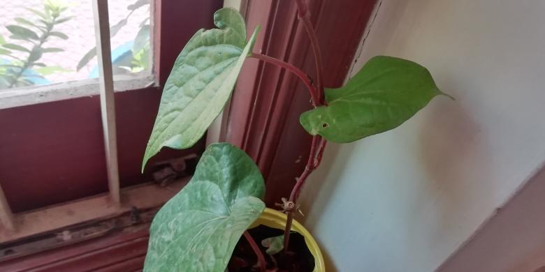 Free stock image of Pot plant with green leaves created by Girish N