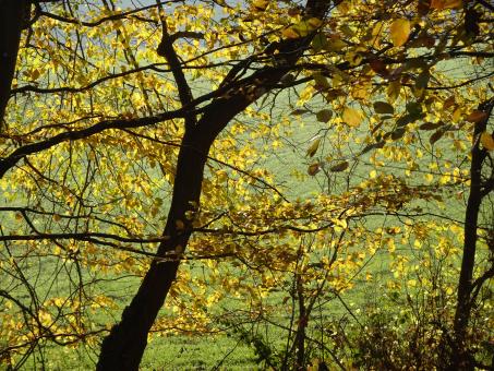 Magic autumn light through the trees - Free Stock Photo