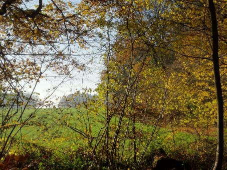 Free Stock Photo of Colorful leaf curtain in November