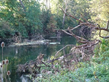 Free Stock Photo of Mysterious swamp...