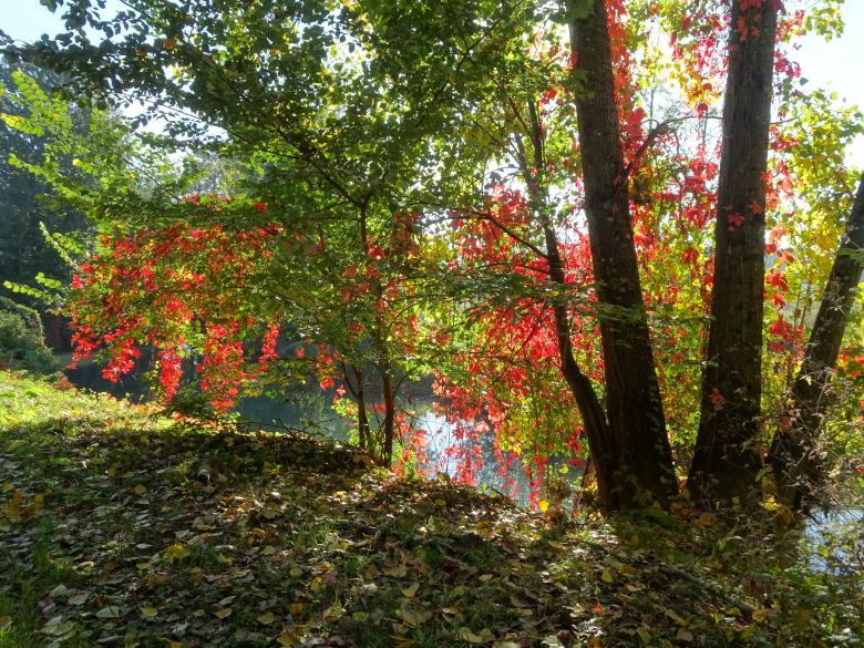 Free stock image of River behind the curtain created by GAIMARD Jacques