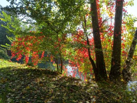 Free Stock Photo of River behind the curtain