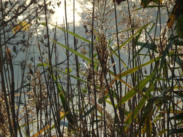 Free stock image of Behind the reed's curtain... created by GAIMARD Jacques