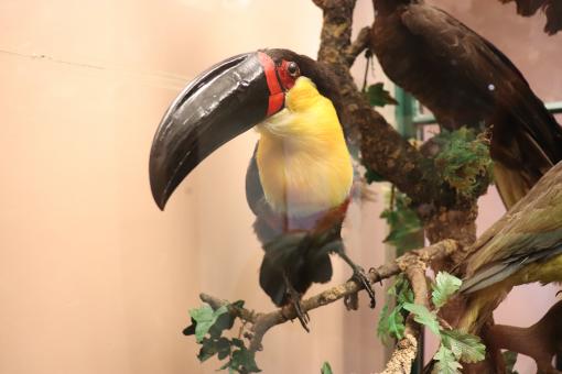 Free Stock Photo of Big nose?? Big nose!! It's my beak, stupid!! 