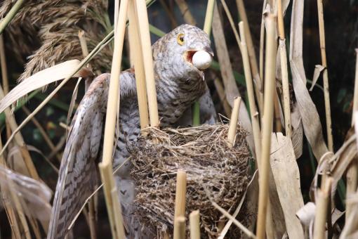 Flying over a cuckoo's nest - Free Stock Photo