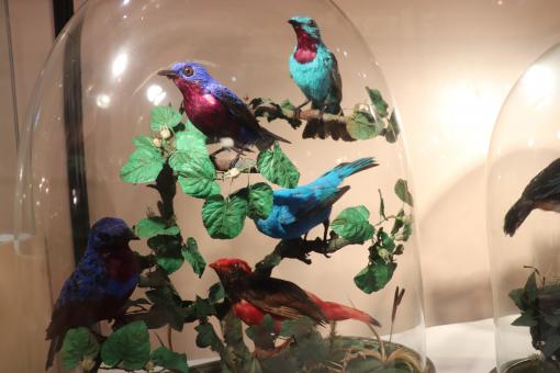 Colorful sample of that incredible stuffed bird's collection - Free Stock Photo
