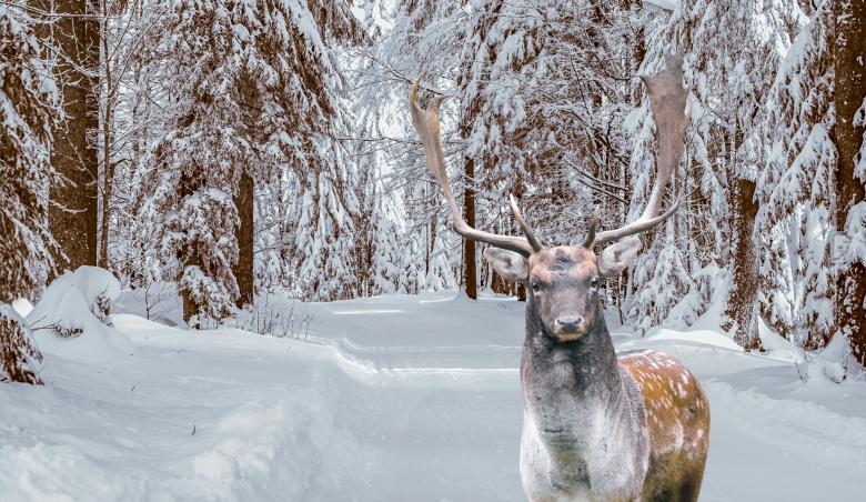 Free stock image of Winter Deer created by mohamed hassan