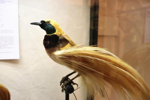 Bird of the widows family - Free Stock Photo
