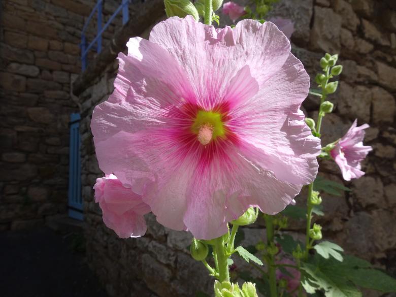 Free stock image of Light and dark pink Althea created by GAIMARD Jacques