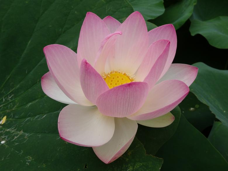 Free stock image of Fully open lotus flower created by GAIMARD Jacques