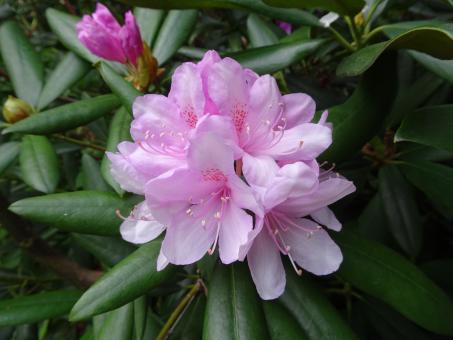 pink rhododendron flower - Free Stock Photo