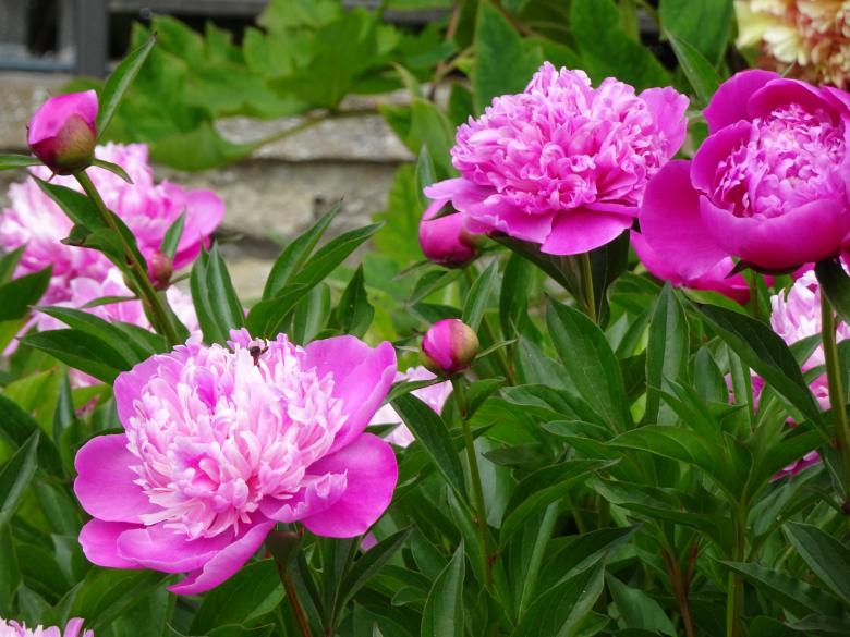Free stock image of gorgeous peonies created by GAIMARD Jacques